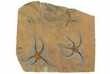 Pair Of Large, Ordovician, Fossil Brittle Stars (Ophiura) - Morocco #189663-1